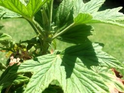 Pelargonium citronellum leaf veins